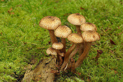 BUITEN BEELD Foto: 107299
