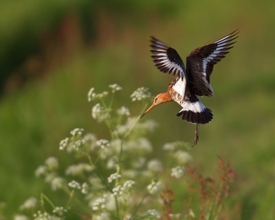 BUITEN BEELD Foto: 107307