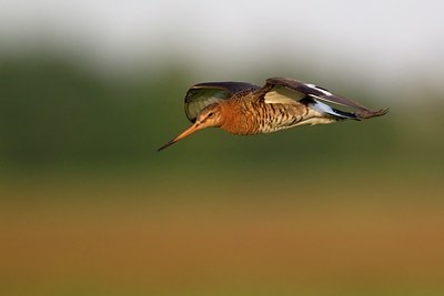 BUITEN BEELD Foto: 107308