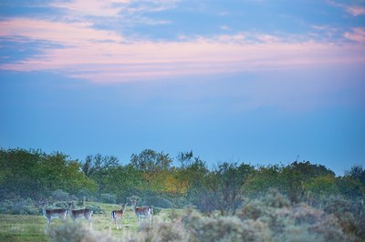 BUITEN BEELD Foto: 107381