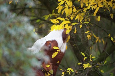 BUITEN BEELD Foto: 107384