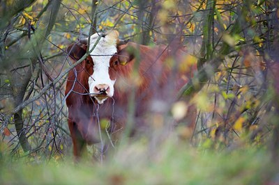 BUITEN BEELD Foto: 107385
