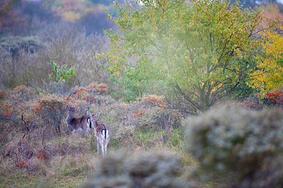 BUITEN BEELD Foto: 107388