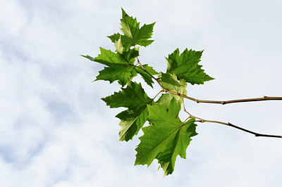 BUITEN BEELD Foto: 107400