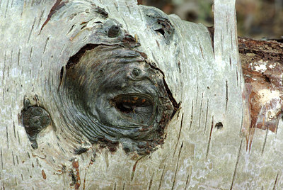 BUITEN BEELD Foto: 107426