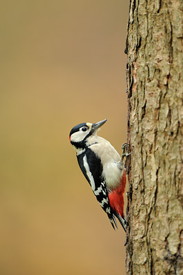 BUITEN BEELD Foto: 107437