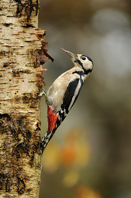 BUITEN BEELD Foto: 107457