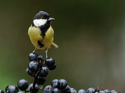 BUITEN BEELD Foto: 107459