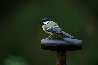 BUITEN BEELD Foto: 107536