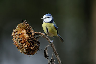 BUITEN BEELD Foto: 107537