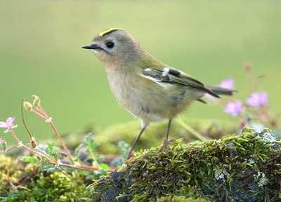 BUITEN BEELD Foto: 107568