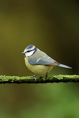 BUITEN BEELD Foto: 107599