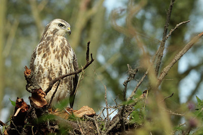 BUITEN BEELD Foto: 107645