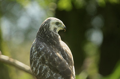BUITEN BEELD Foto: 107647