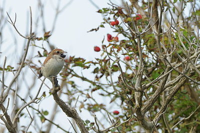 BUITEN BEELD Foto: 107685