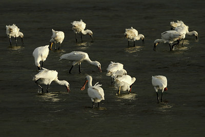 BUITEN BEELD Foto: 107687