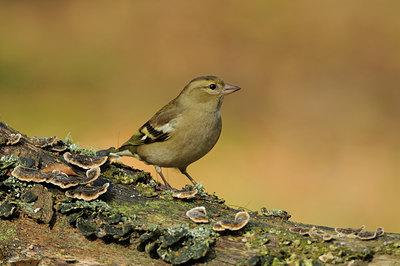 BUITEN BEELD Foto: 107689
