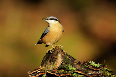 BUITEN BEELD Foto: 107691