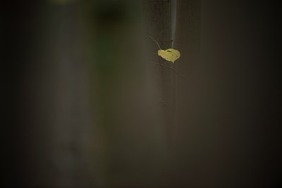 BUITEN BEELD Foto: 107695