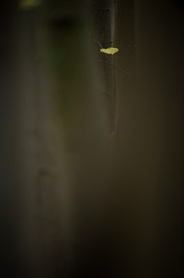 BUITEN BEELD Foto: 107696