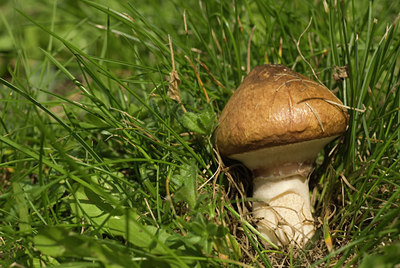 BUITEN BEELD Foto: 107711
