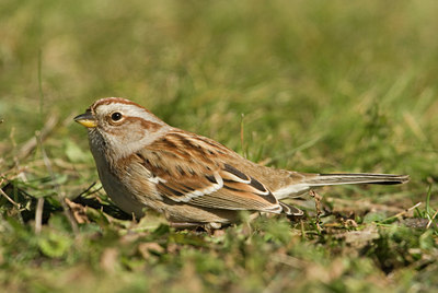 BUITEN BEELD Foto: 107712