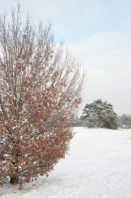 BUITEN BEELD Foto: 107734