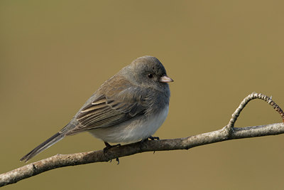 BUITEN BEELD Foto: 107751