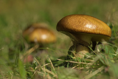 BUITEN BEELD Foto: 107756