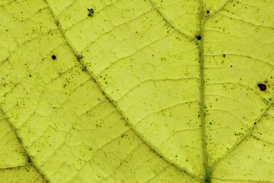 BUITEN BEELD Foto: 107765