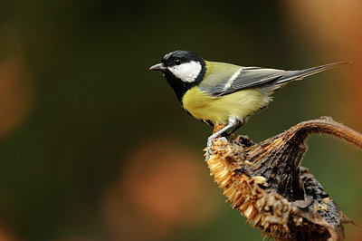 BUITEN BEELD Foto: 107773