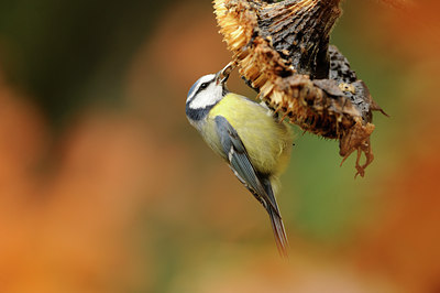 BUITEN BEELD Foto: 107775