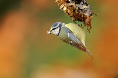 BUITEN BEELD Foto: 107776