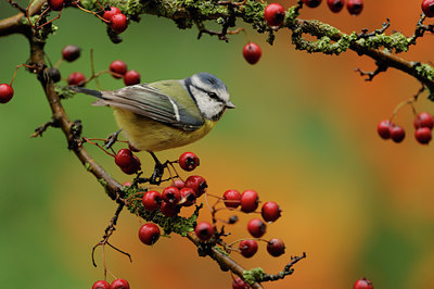 BUITEN BEELD Foto: 107777