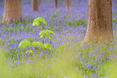 BUITEN BEELD Foto: 107790