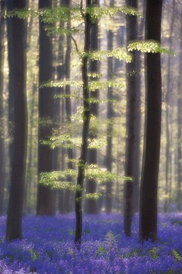 BUITEN BEELD Foto: 107793