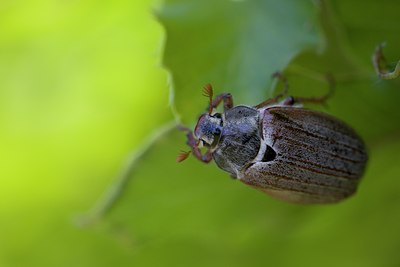 BUITEN BEELD Foto: 107799