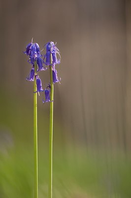 BUITEN BEELD Foto: 107801