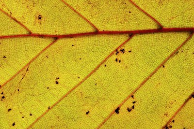 BUITEN BEELD Foto: 107830