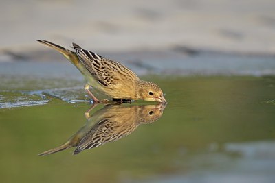 BUITEN BEELD Foto: 107860