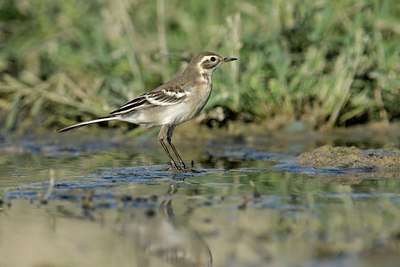 BUITEN BEELD Foto: 107865