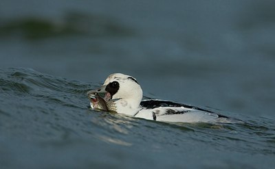 BUITEN BEELD Foto: 107910