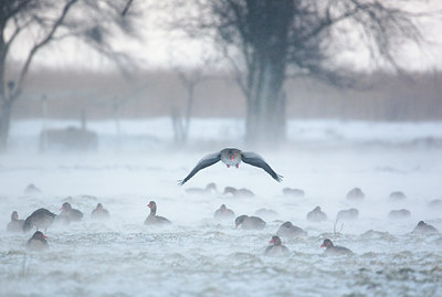 BUITEN BEELD Foto: 107911