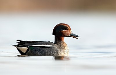 BUITEN BEELD Foto: 107924