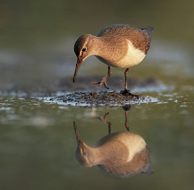 BUITEN BEELD Foto: 107938