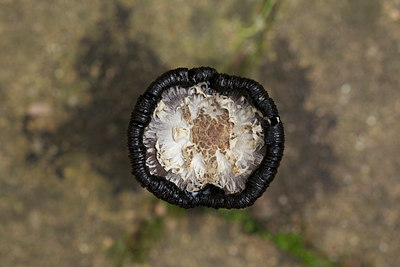 BUITEN BEELD Foto: 107994