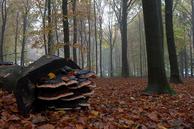 BUITEN BEELD Foto: 108003