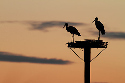 BUITEN BEELD Foto: 108049