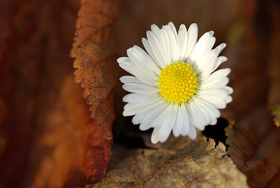 BUITEN BEELD Foto: 108082