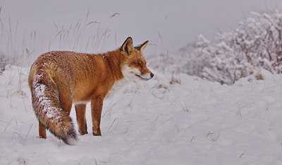 BUITEN BEELD Foto: 108112
